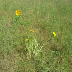 Coreopsis lanceolata (Lance-leaf Coreopsis) at Isaacs Ridge Offset Area - 17 Nov 2015 by Mike