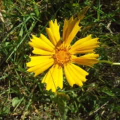 Coreopsis lanceolata at Jerrabomberra, ACT - 18 Nov 2015