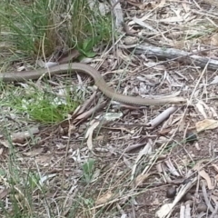 Pseudonaja textilis (Eastern Brown Snake) at Canberra Central, ACT - 18 Oct 2015 by MAX