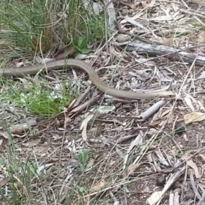 Pseudonaja textilis at Canberra Central, ACT - 18 Oct 2015 02:54 PM