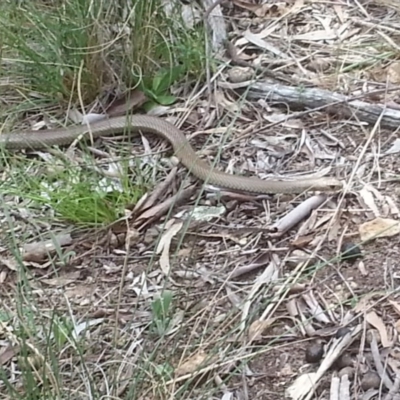 Pseudonaja textilis (Eastern Brown Snake) at Canberra Central, ACT - 18 Oct 2015 by MAX