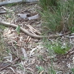 Pseudonaja textilis at Canberra Central, ACT - 18 Oct 2015