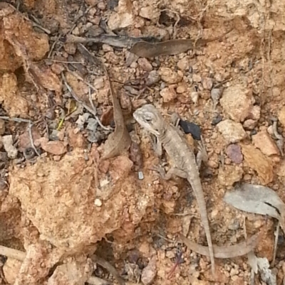 Amphibolurus muricatus (Jacky Lizard) at Canberra Central, ACT - 8 Feb 2015 by MPW