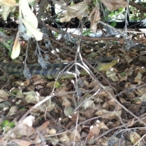 Tiliqua scincoides scincoides at Watson, ACT - 19 Mar 2015