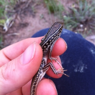 Ctenotus orientalis (Oriental Striped-skink) at Wanniassa, ACT - 27 Oct 2014 by MichaelMulvaney