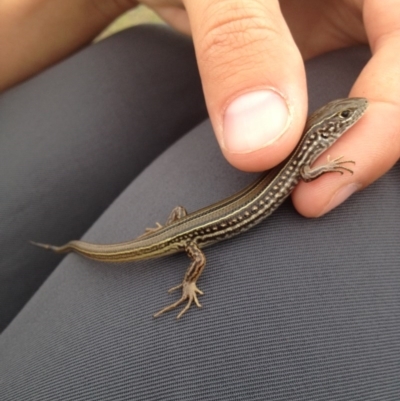 Ctenotus robustus (Robust Striped-skink) at Googong, NSW - 3 Apr 2013 by MichaelMulvaney