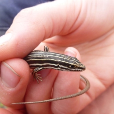 Ctenotus taeniolatus (Copper-tailed Skink) at Wanniassa Hill - 20 Oct 2014 by MichaelMulvaney