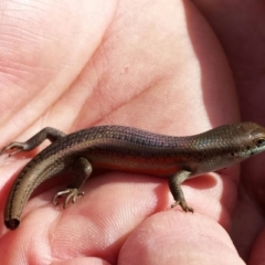 Carlia tetradactyla (Southern Rainbow Skink) at Googong, NSW - 16 Nov 2015 by MichaelMulvaney