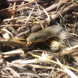 Delma inornata at Molonglo River Reserve - 17 Nov 2015