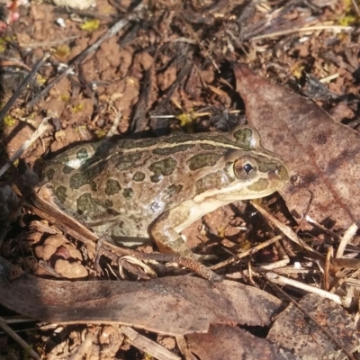 Limnodynastes tasmaniensis (Spotted Grass Frog) at Aranda Bushland - 16 Nov 2015 by MichaelMulvaney