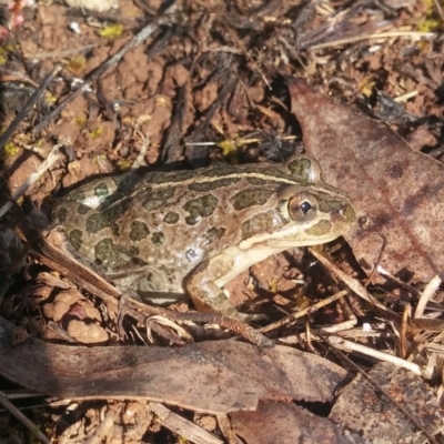 Limnodynastes tasmaniensis (Spotted Grass Frog) at Belconnen, ACT - 17 Nov 2015 by MichaelMulvaney