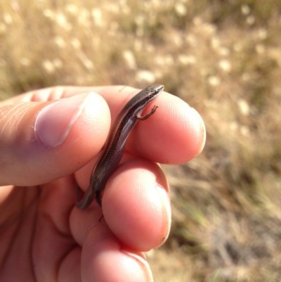 Menetia greyii (Grey's Skink) at Gungahlin, ACT - 17 Nov 2015 by MichaelMulvaney