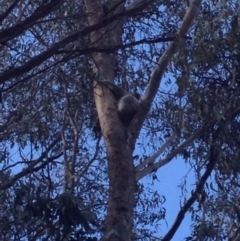 Phascolarctos cinereus (Koala) at Invergowrie, NSW - 18 Nov 2015 by Dianne