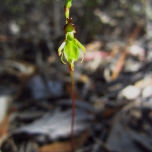 Caleana minor at Jerrabomberra, NSW - 8 Nov 2015