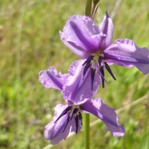 Arthropodium fimbriatum at Isaacs Ridge - 18 Nov 2015