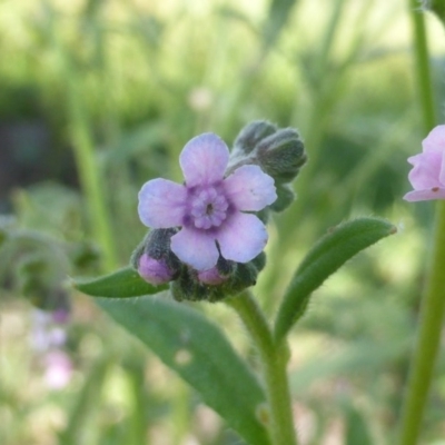 Cynoglossum australe (Australian Forget-me-not) at Isaacs Ridge Offset Area - 17 Nov 2015 by Mike