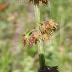 Rumex brownii at O'Malley, ACT - 17 Nov 2015 10:44 AM