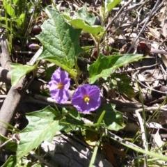 Solanum cinereum (Narrawa Burr) at Scrivener Hill - 16 Nov 2015 by Mike