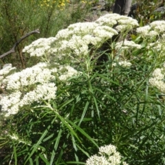 Cassinia longifolia (Shiny Cassinia, Cauliflower Bush) at Scrivener Hill - 16 Nov 2015 by Mike