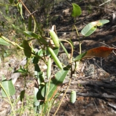 Hardenbergia violacea (False Sarsaparilla) at O'Malley, ACT - 16 Nov 2015 by Mike