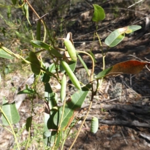 Hardenbergia violacea at O'Malley, ACT - 17 Nov 2015