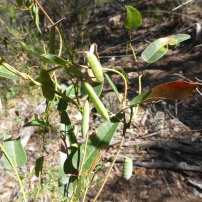 Hardenbergia violacea (False Sarsaparilla) at Scrivener Hill - 16 Nov 2015 by Mike