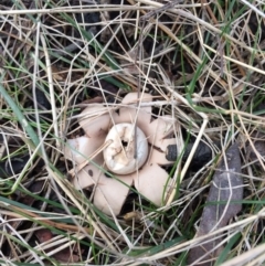Geastrum sp. (genus) (An earthstar) at Bungendore, NSW - 18 Nov 2015 by yellowboxwoodland