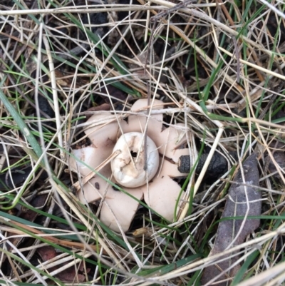 Geastrum sp. (genus) (An earthstar) at Bungendore, NSW - 18 Nov 2015 by yellowboxwoodland