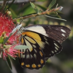 Belenois java (Caper White) at Pollinator-friendly garden Conder - 17 Nov 2015 by michaelb