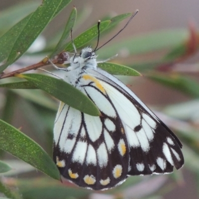Belenois java (Caper White) at Gordon, ACT - 17 Nov 2015 by MichaelBedingfield