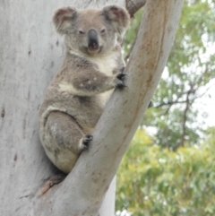 Phascolarctos cinereus (Koala) at Tandur, QLD - 11 Nov 2015 by corserdaly@spiderweb.com.au