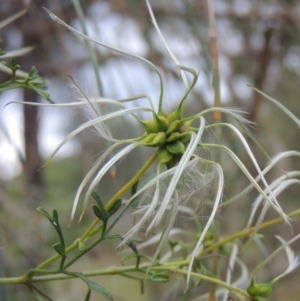 Clematis leptophylla at Theodore, ACT - 7 Nov 2015