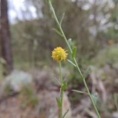 Calotis lappulacea (Yellow Burr Daisy) at Theodore, ACT - 7 Nov 2015 by MichaelBedingfield