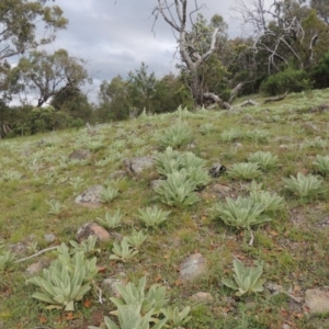 Verbascum thapsus subsp. thapsus at Theodore, ACT - 7 Nov 2015