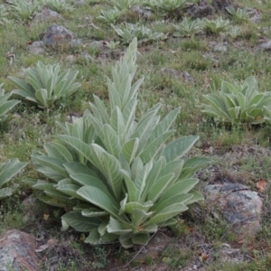 Verbascum thapsus subsp. thapsus at Theodore, ACT - 7 Nov 2015