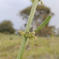 Rumex brownii (Slender Dock) at Theodore, ACT - 7 Nov 2015 by MichaelBedingfield