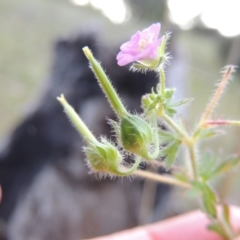 Geranium solanderi (Native Geranium) at Theodore, ACT - 7 Nov 2015 by michaelb