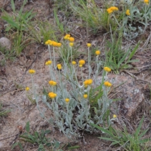 Chrysocephalum apiculatum at Theodore, ACT - 7 Nov 2015 07:07 PM