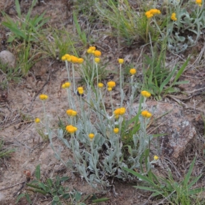 Chrysocephalum apiculatum (Common Everlasting) at Tuggeranong Hill - 7 Nov 2015 by michaelb