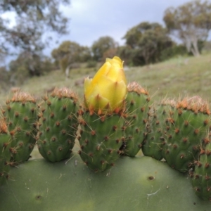 Opuntia ficus-indica at Theodore, ACT - 7 Nov 2015 07:01 PM