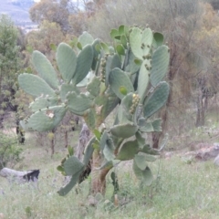 Opuntia ficus-indica at Theodore, ACT - 7 Nov 2015 07:01 PM