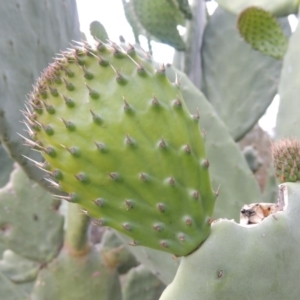 Opuntia ficus-indica at Theodore, ACT - 7 Nov 2015 07:01 PM