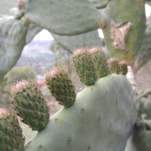 Opuntia ficus-indica at Theodore, ACT - 7 Nov 2015 07:01 PM