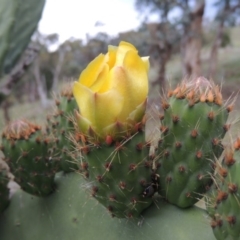 Opuntia ficus-indica at Theodore, ACT - 7 Nov 2015 07:01 PM