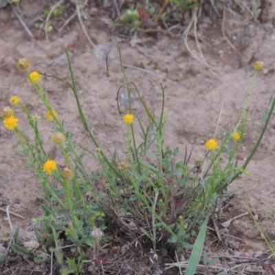 Calotis lappulacea (Yellow Burr Daisy) at Theodore, ACT - 7 Nov 2015 by MichaelBedingfield