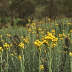 Chrysocephalum semipapposum (Clustered Everlasting) at Jerrabomberra, NSW - 18 Nov 2015 by Wandiyali