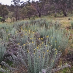 Chrysocephalum semipapposum at Jerrabomberra, NSW - 19 Nov 2015 08:23 AM