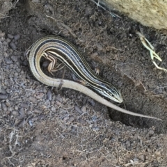 Ctenotus taeniolatus (Copper-tailed Skink) at Googong, NSW - 19 Nov 2015 by Wandiyali