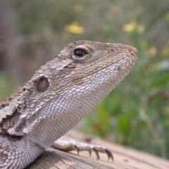 Amphibolurus muricatus (Jacky Lizard) at Mount Majura - 16 Dec 2007 by waltraud