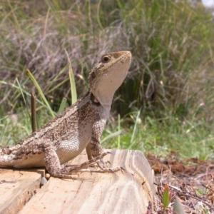 Amphibolurus muricatus at Hackett, ACT - 17 Dec 2007 12:00 AM